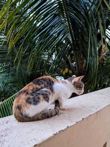 A vertical shot of a cute cat outdoor
