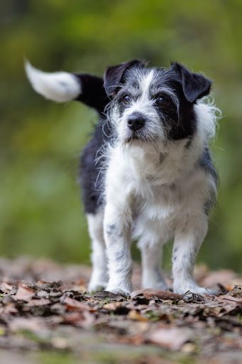 A cute black and white dog standing on a forest floor covered with leaves, with a blurred green background.
