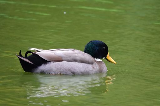 A closeup on a Domestic Mallard duck , Anas platyrhynchos domesticus swimming
