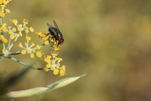 A green bottle fly,  proboscis extended drinking nectar from fennel flowers and pollinating them in a fallow field. Malta
