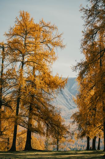 Scenic autumn landscape with golden larch trees and a mountain backdrop under a clear sky.