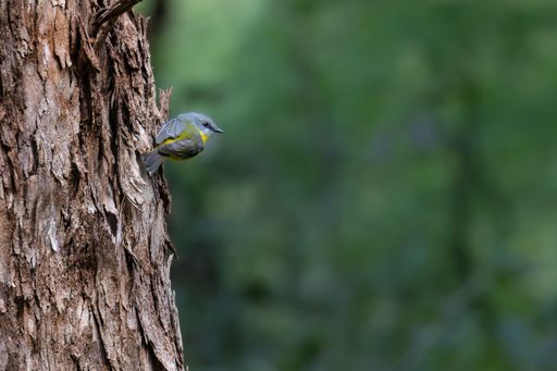 A Pale-yellow robin perched on a tree trunk in a lush forest setting.