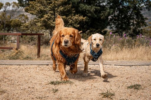The two golden retrievers running on a sunny day in a natural park setting with trees in the background