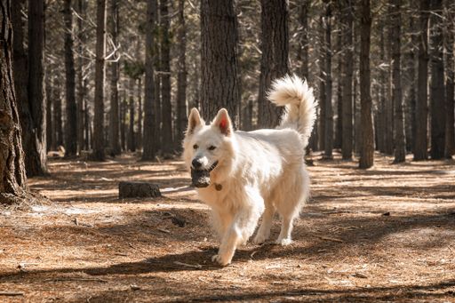A white Swiss shepherd dog walking in a forest