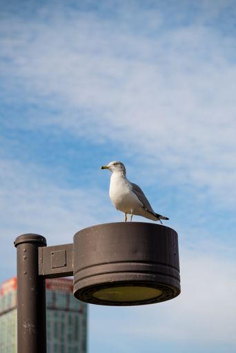 A seagull perched on a streetlight against a clear blue sky with urban buildings in the background.