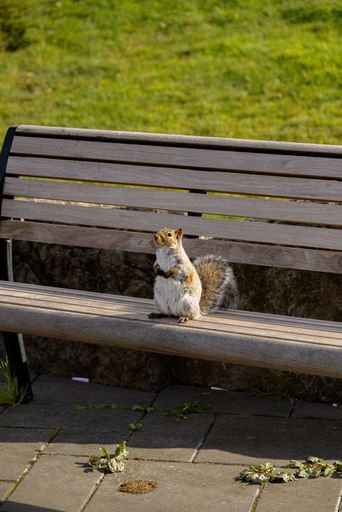 A squirrel sits on a park bench in a sunny green park, enjoying a snack.