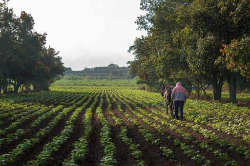 A vertical shot of a Hispanic farmer on his plantation in Mexico
