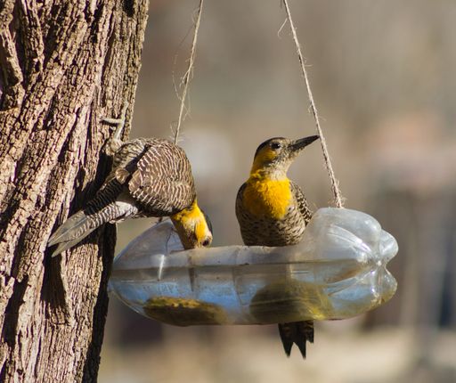 couple of woodpeckers drinking water from recycled bottle