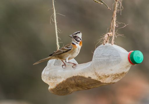 portrait of a chingolo (Zonotrichia capensis) in a plastic trough from recycled bottle