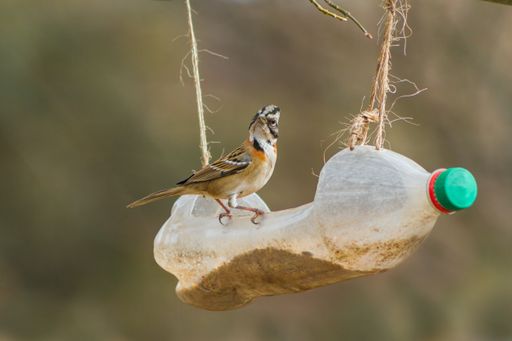 portrait of a chingolo (Zonotrichia capensis) in a plastic trough from recycled bottle