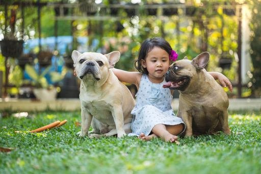 A cute little girl from Thailand playing with two french bulldogs outdoors