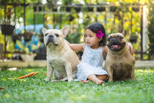 An adorable Asian little girl in a dress sitting on the grass with two french bulldogs