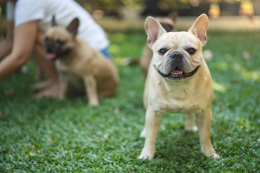 A selective focus shot of adorable french bulldogs with their owner on the green grass