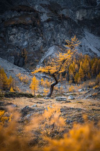 Autumn landscape view of an isolated larch tree in front of a mountainous wall