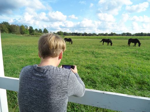Three black horses graze in a green field under a blue sky