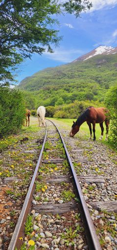 The horses grazing near a railway track in a lush green landscape with a mountain backdrop