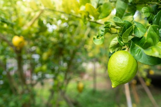 A closeup shot of unripe lemon hanging on a tree against a bokeh background