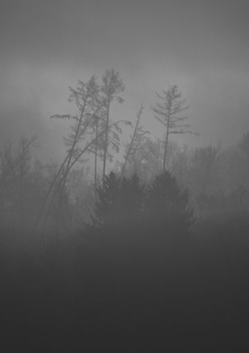 A vertical shot of a gloomy forest with a gray sky in the background