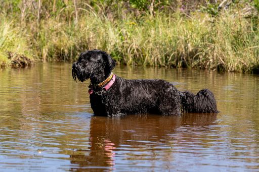 A black dog standing in a shallow pond surrounded by lush green grass on a sunny day.