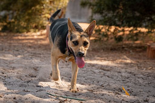 A playful dog with a pink tongue out running on sandy ground in a sunny park.