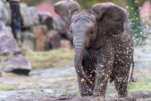 A playful baby elephant splashing water in a natural habitat setting, showcasing wildlife behavior and joy.