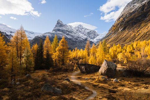Autumn landscape view of a path going to a snow-capped mountain through a forest of illuminated larches