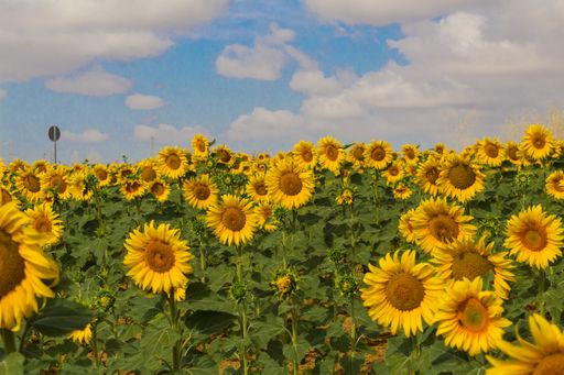 Field of sunflowers in July with bright colors yellow, green, blue, in the summer months