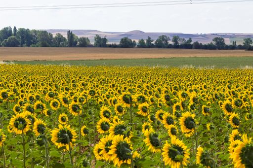 Field of sunflowers in July with bright colors yellow, green, blue, in the summer months
