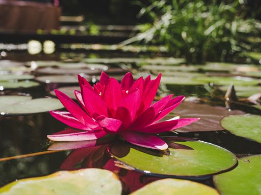 A closeup of a vibrant neon pink water lily in a ponon a bright summer day