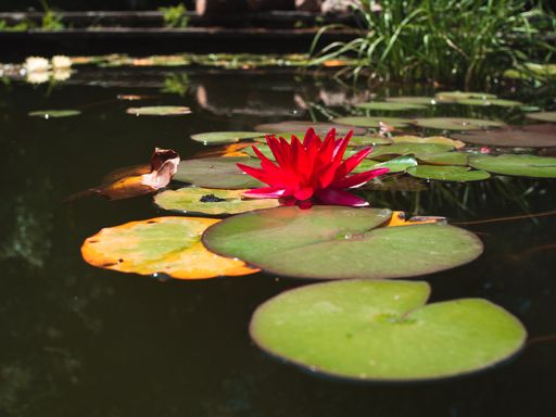 A closeup of a delicate pink water lily flowers surrounded by lush leaves in a small pond