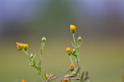 A closeup shot of small yellow flowers with blurred background