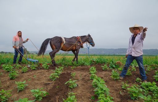 A closeup focus shot of Hispanic male farmers working in the field in Mexico