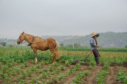 A closeup shot of Hispanic male farming on the plantation with growing plants in Mexico