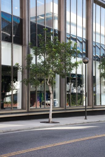 A city street with a tree on the sidewalk in front of a modern building.