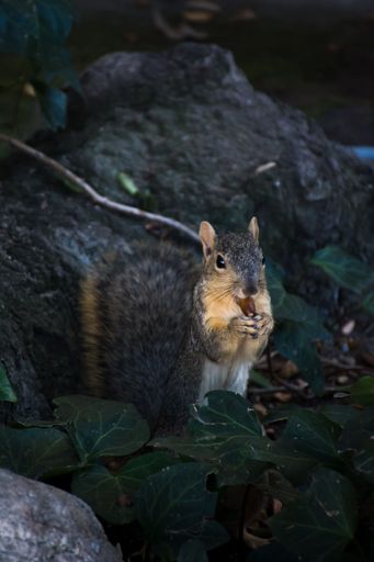 Close-up of a cute squirrel holding a nut in its paws