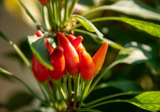 Close-up of vibrant red chili peppers growing on a plant with lush green leaves in sunlight.