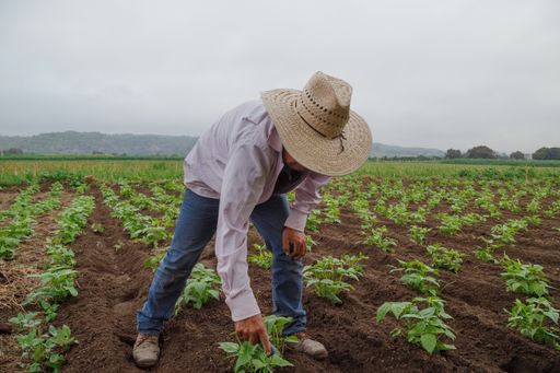 A selective focus shot of a Hispanic male growing black beans in Mexico