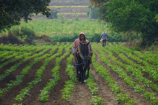 A closeup shot of a Hispanic farmer on his plantation in Mexico