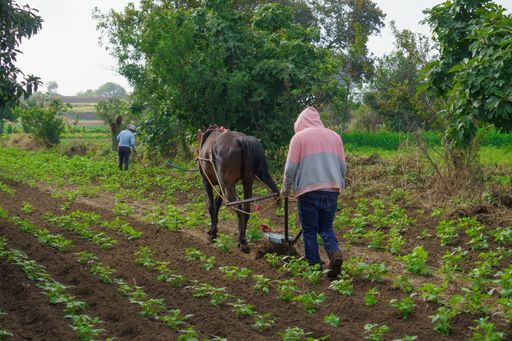 A closeup shot of Hispanic men farming on the plantation with growing plants in Mexico