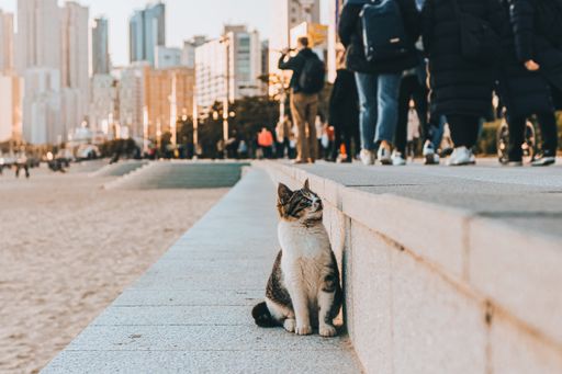 A cute cat looking at the people walking on the street