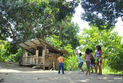 A beautiful shot of kids harvesting mangoes in the farm