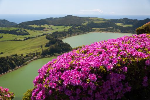 A closeup of pink flowers above the Furnas Lake surrounded by greenery under the sunlight in Portugal