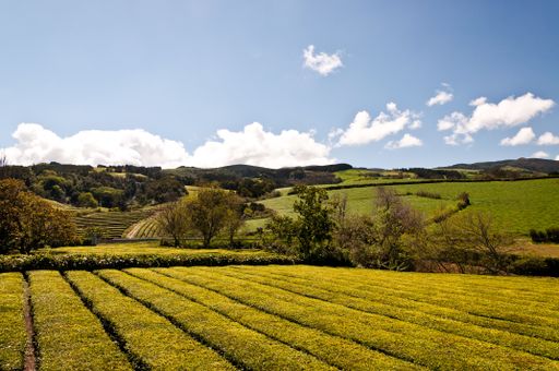 A landscape of fields covered in greenery under the sunlight and a blue sky at daytime