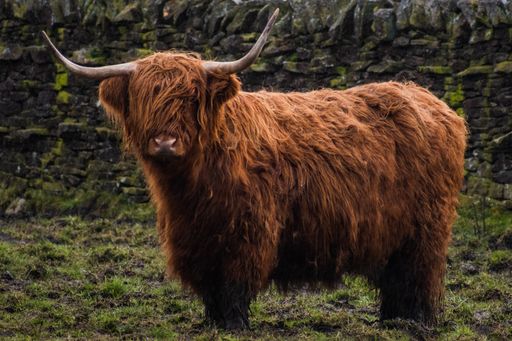 A closeup of a brown Scottish highland cow at a field on a rainy day