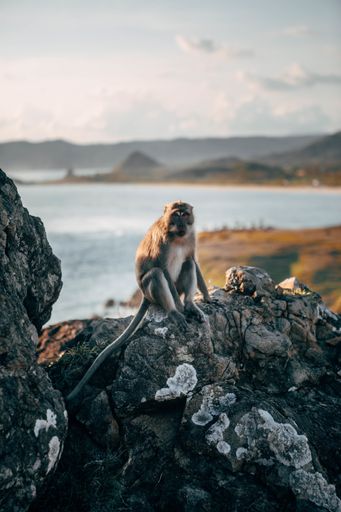 A vertical shot of a monkey sitting on the rock with a beautiful blurry sea in the background