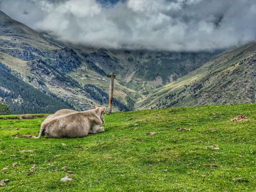 A closeup of a cow lying in a green field with beautiful mountains in the background.
