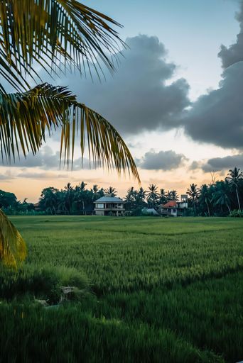 Scenic view of a lush green rice field at sunset with palm trees and houses in the background, under a dramatic cloudy sky.