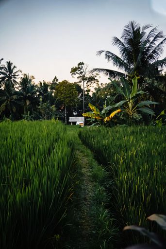 Serene view of lush green rice fields with a narrow path leading to a distant house, surrounded by tropical palm trees under a clear sky.