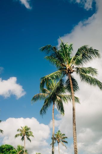 Tropical palm trees under a vibrant blue sky with scattered clouds, capturing the essence of a sunny day.