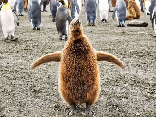 Close-up of a cute young king penguin still wearing its brown chick coat, standing and flapping his wings, on South Georgia Island.